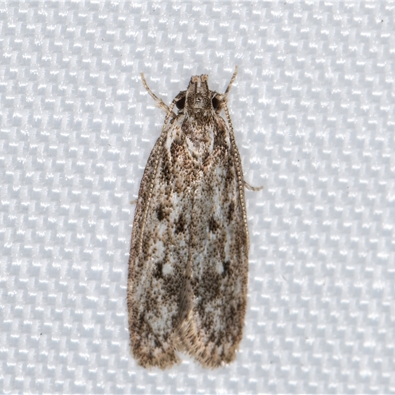 Eulechria suffusa