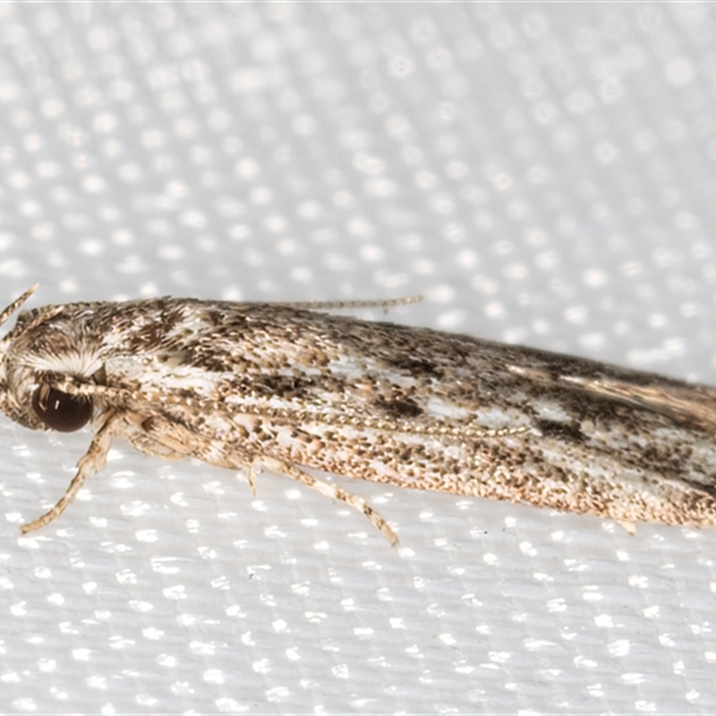 Eulechria suffusa