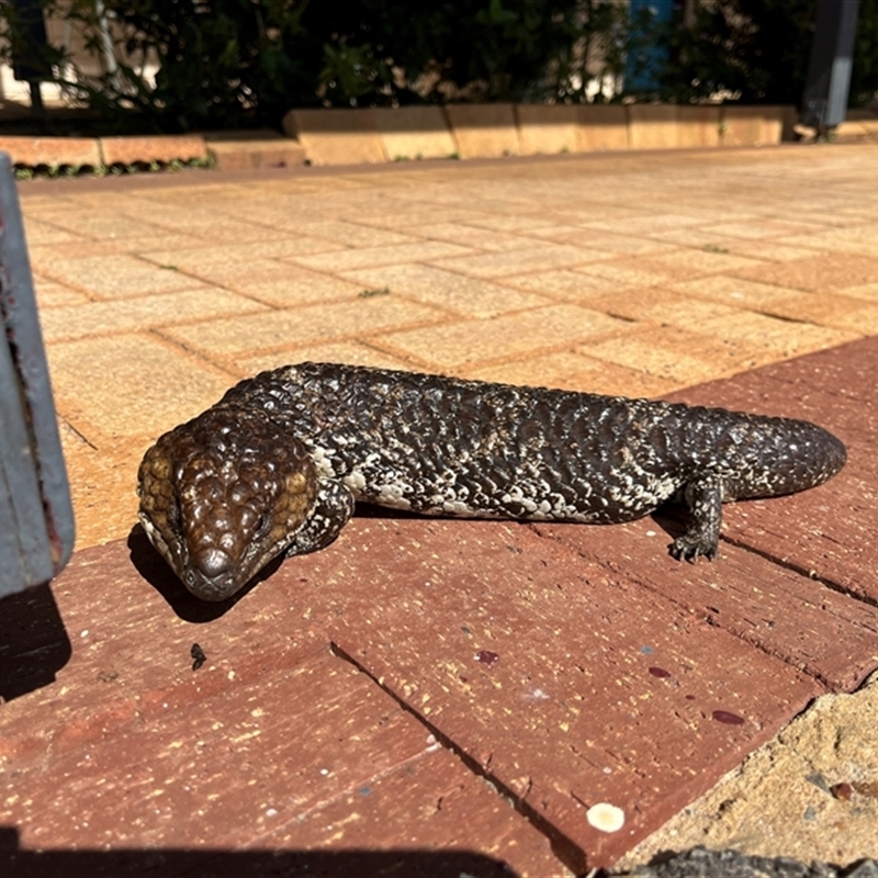 Tiliqua rugosa rugosa
