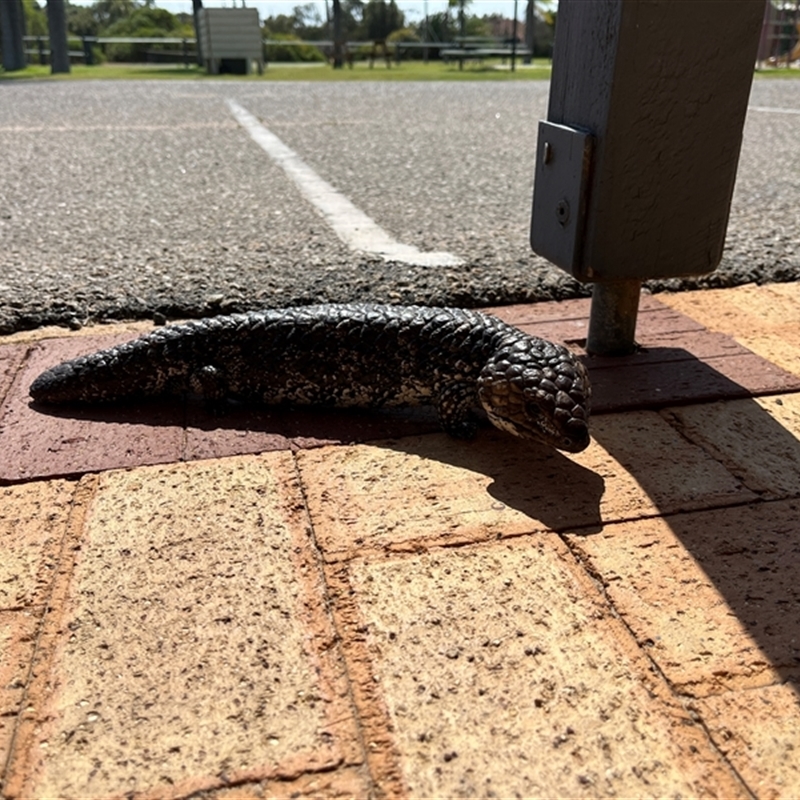 Tiliqua rugosa rugosa