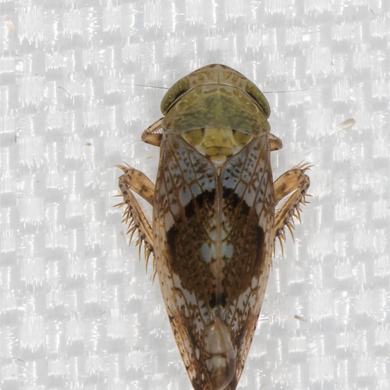 Hishimonus diffractus