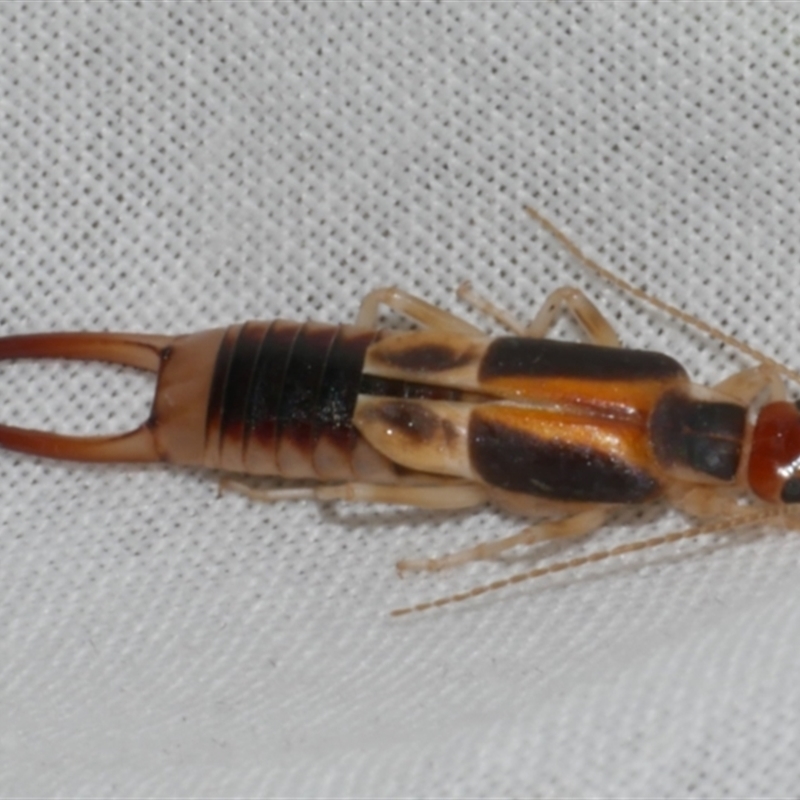 Labidura truncata
