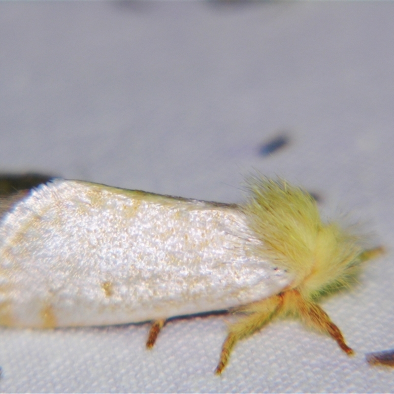 Epicoma argentosa