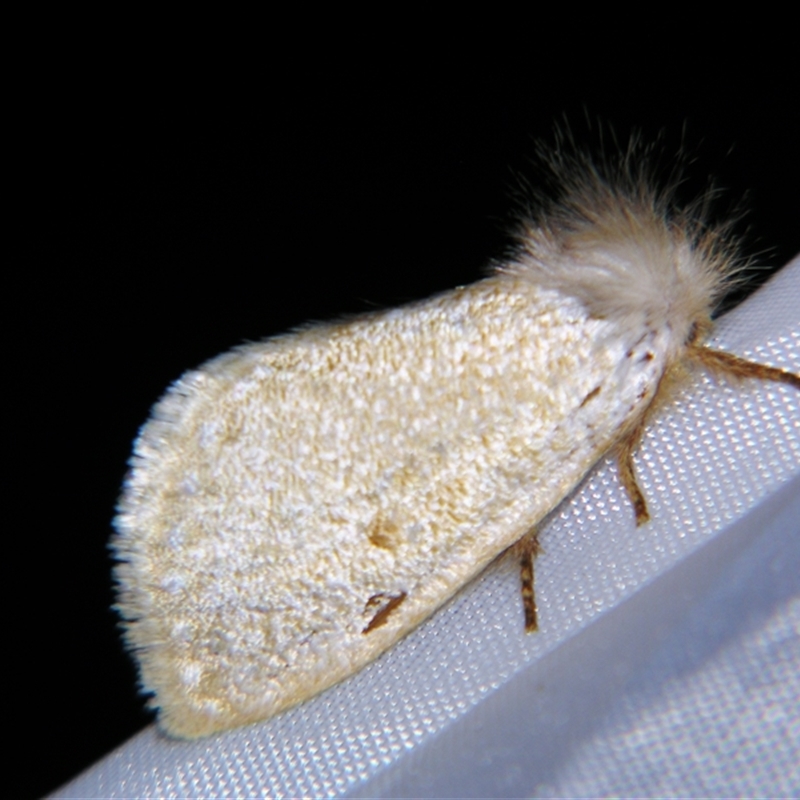 Epicoma argentosa