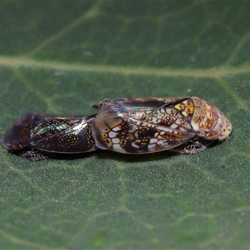 Neovulturnus vanduzeei