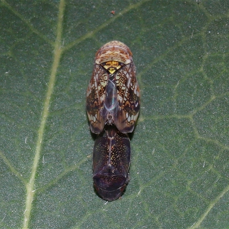 Neovulturnus vanduzeei
