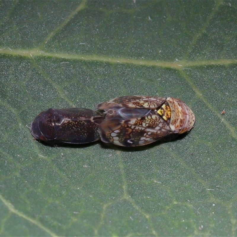 Neovulturnus vanduzeei