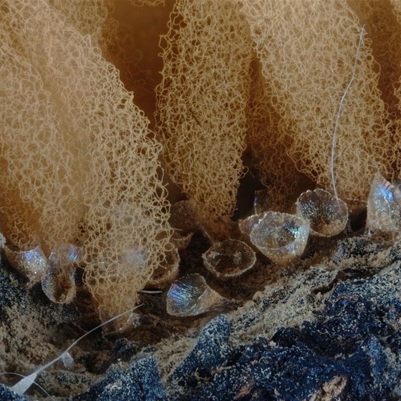 Heterotrichia spp.