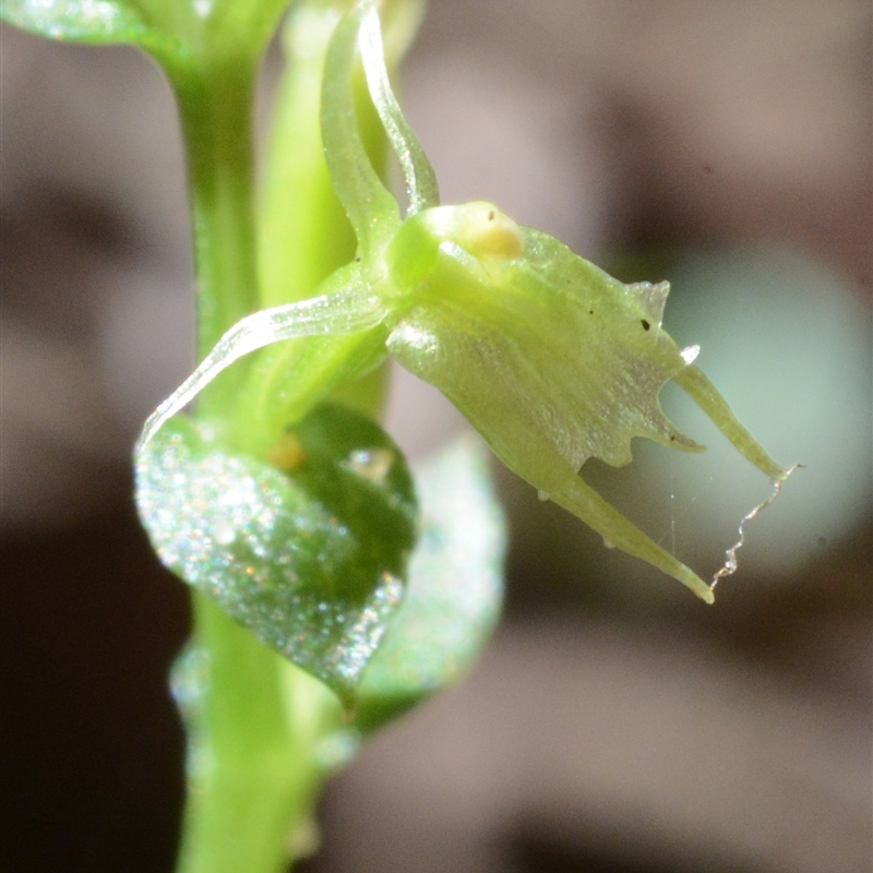 Acianthella amplexicaulis