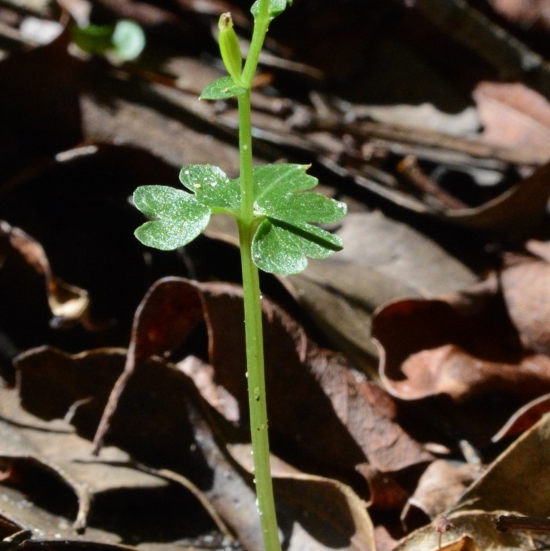 Acianthella amplexicaulis