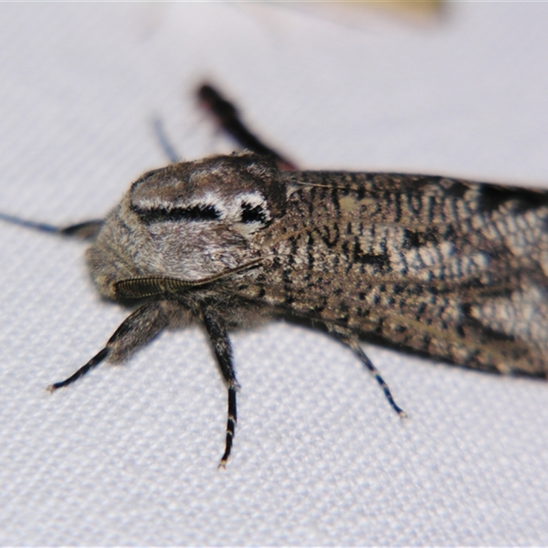 Endoxyla amphiplecta