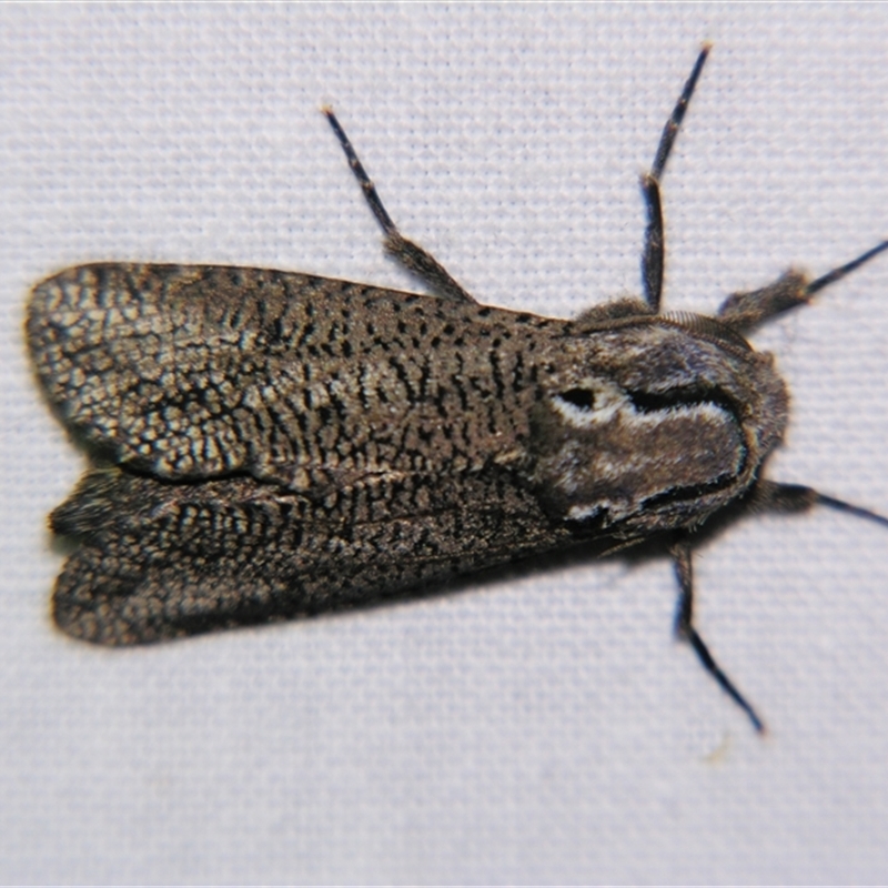 Endoxyla amphiplecta
