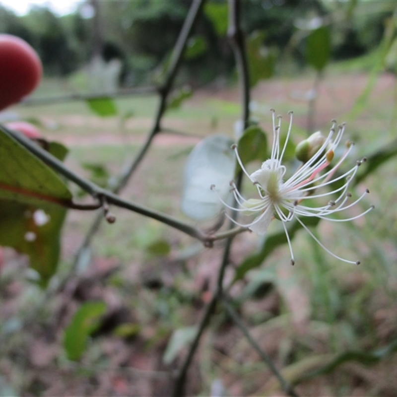 Capparis sepiaria