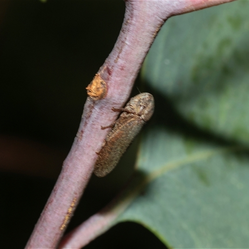 Rhotidoides montana
