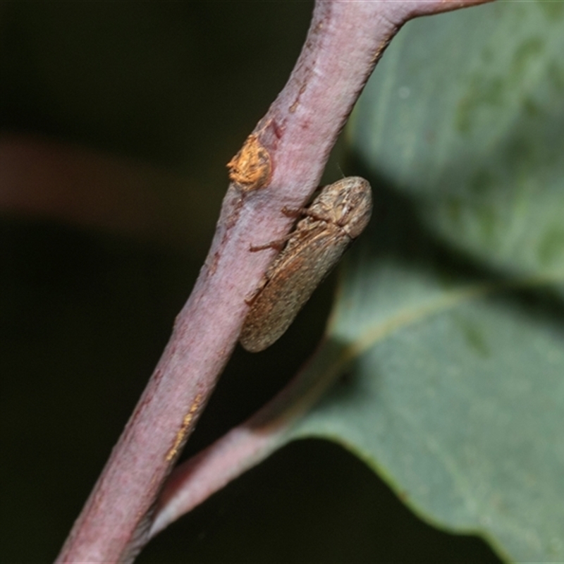 Rhotidoides montana