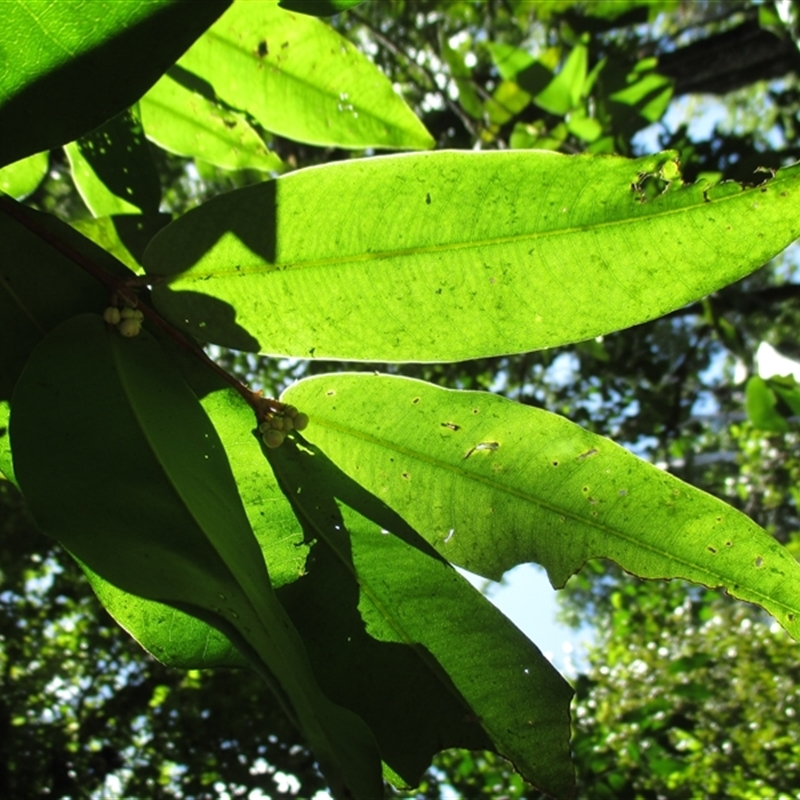 Kayea larnachiana
