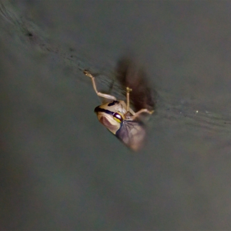 Eutartessus gressitti