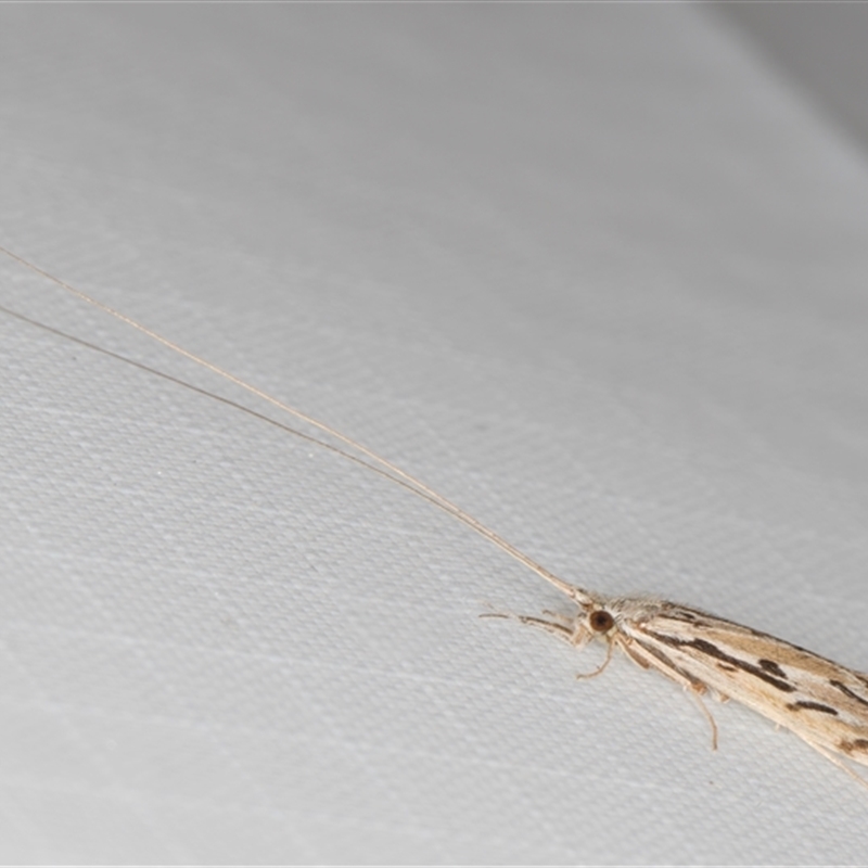 Oecetis inscripta