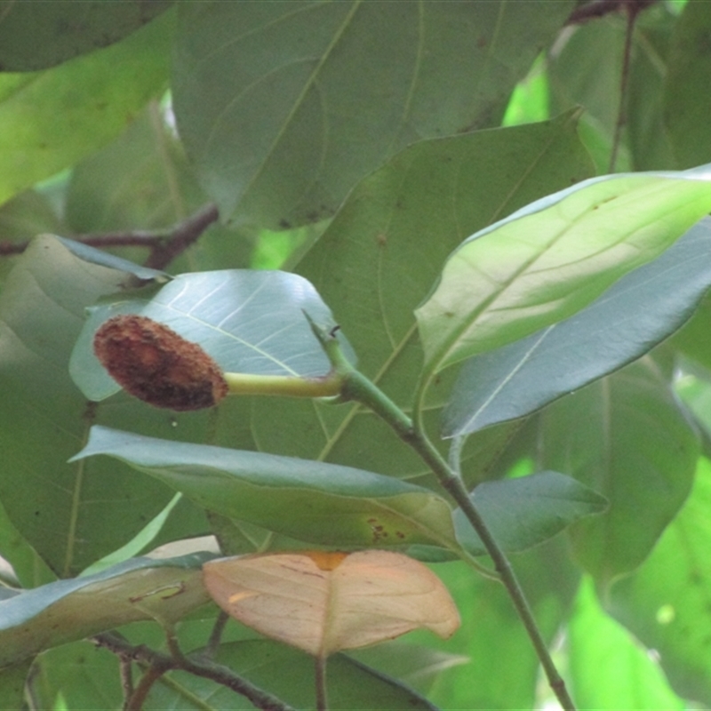Artocarpus heterophyllus