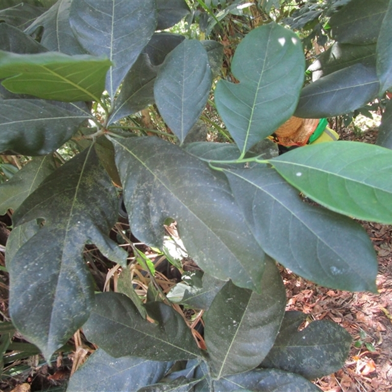 Artocarpus heterophyllus