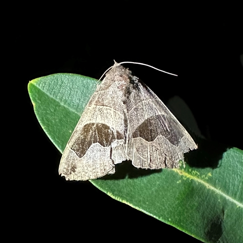Dysgonia solomonensis