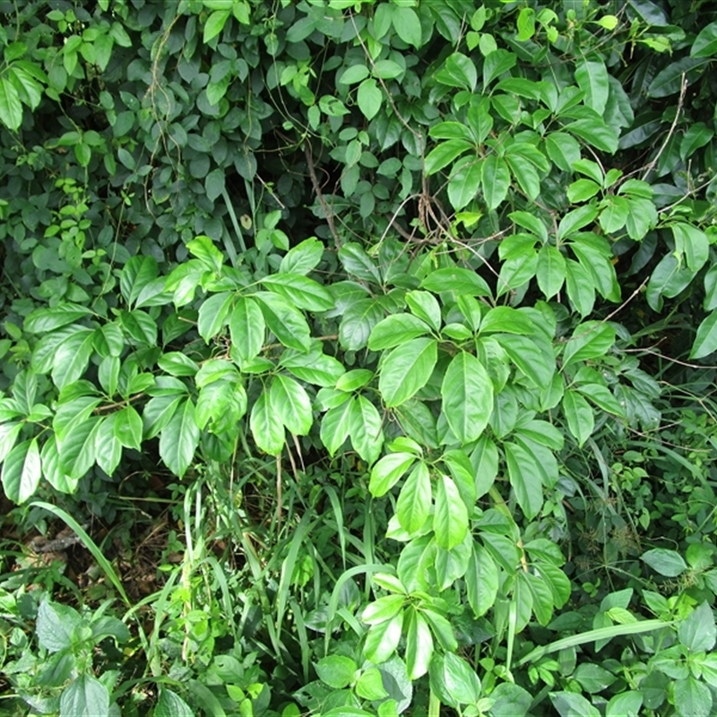 Tetrastigma thorsborneorum