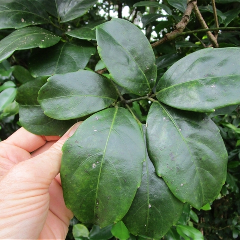 Tetrastigma thorsborneorum