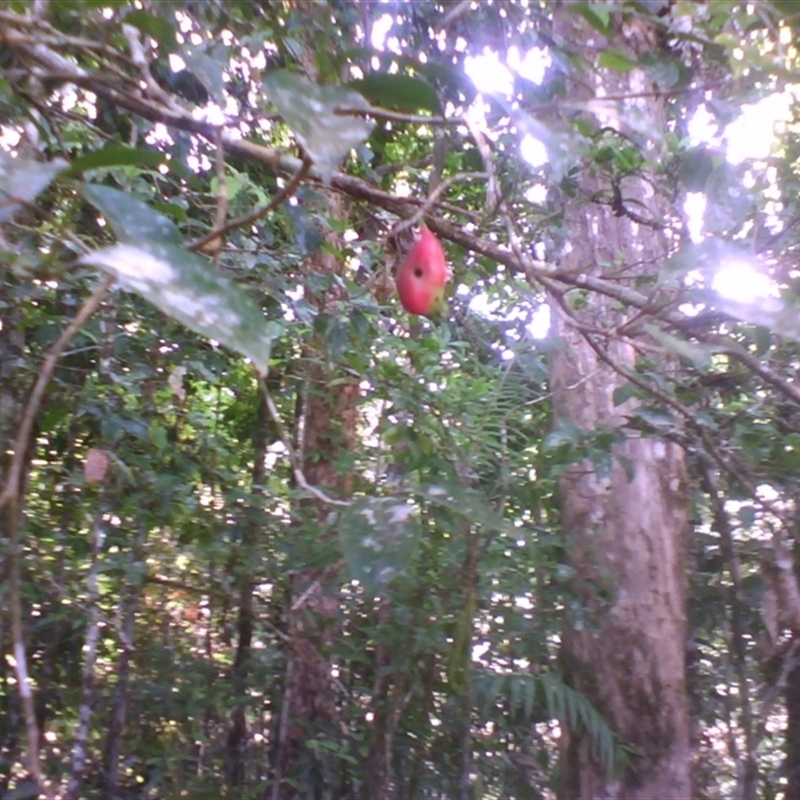 Syzygium maraca