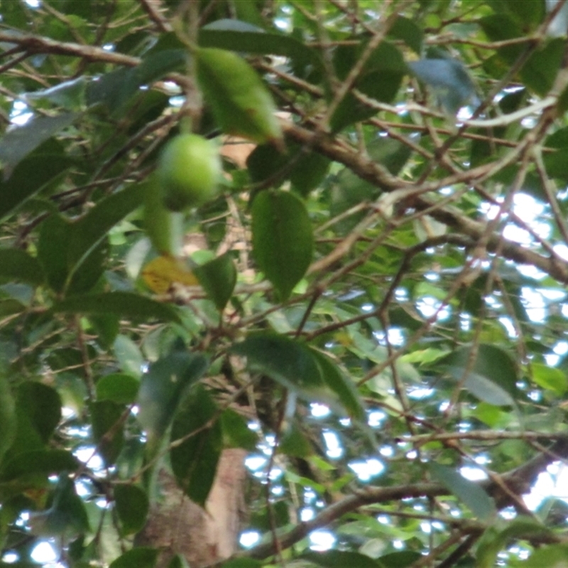 Syzygium maraca