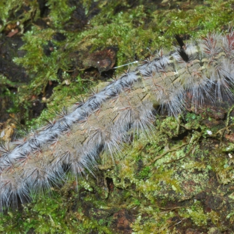 Anthela inornata