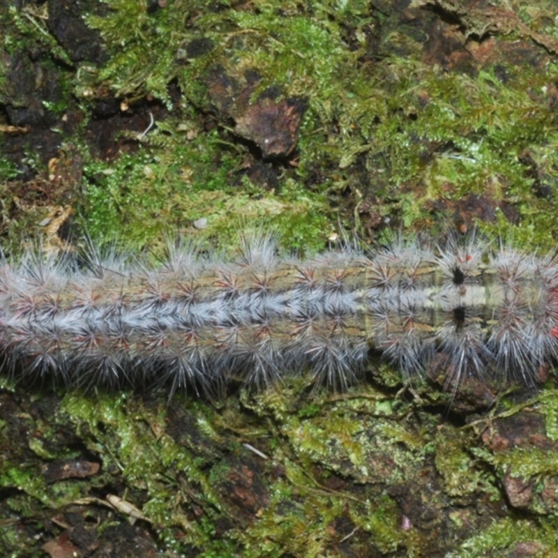 Anthela inornata