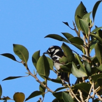 Carterornis leucotis