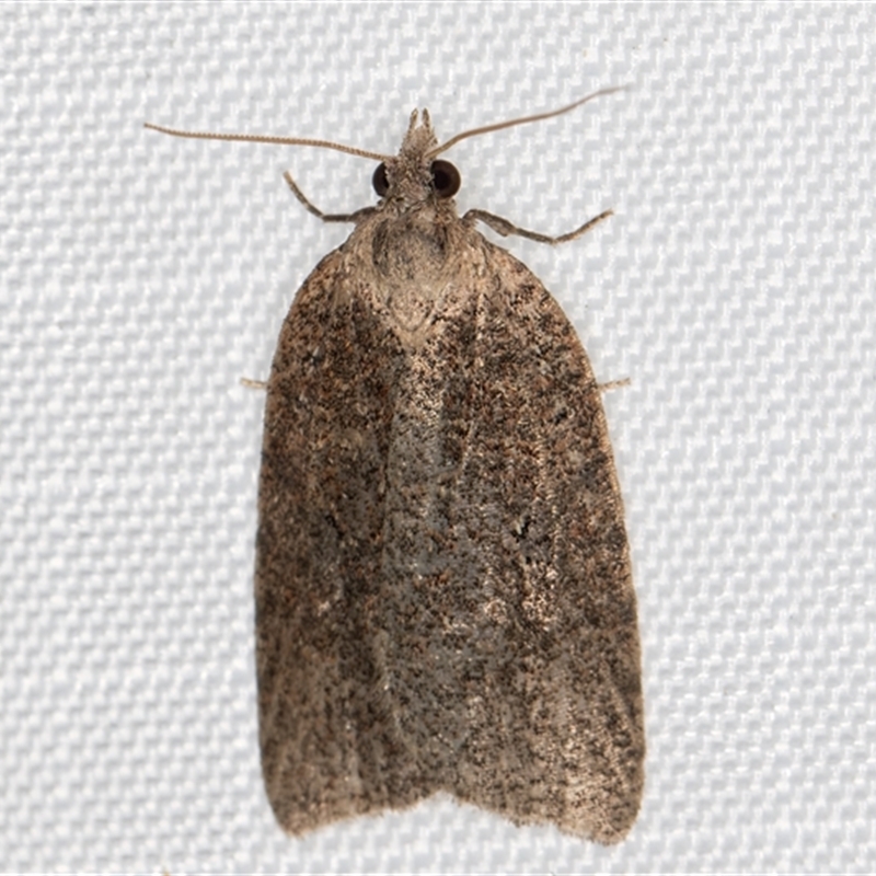 Meritastis umbrosa