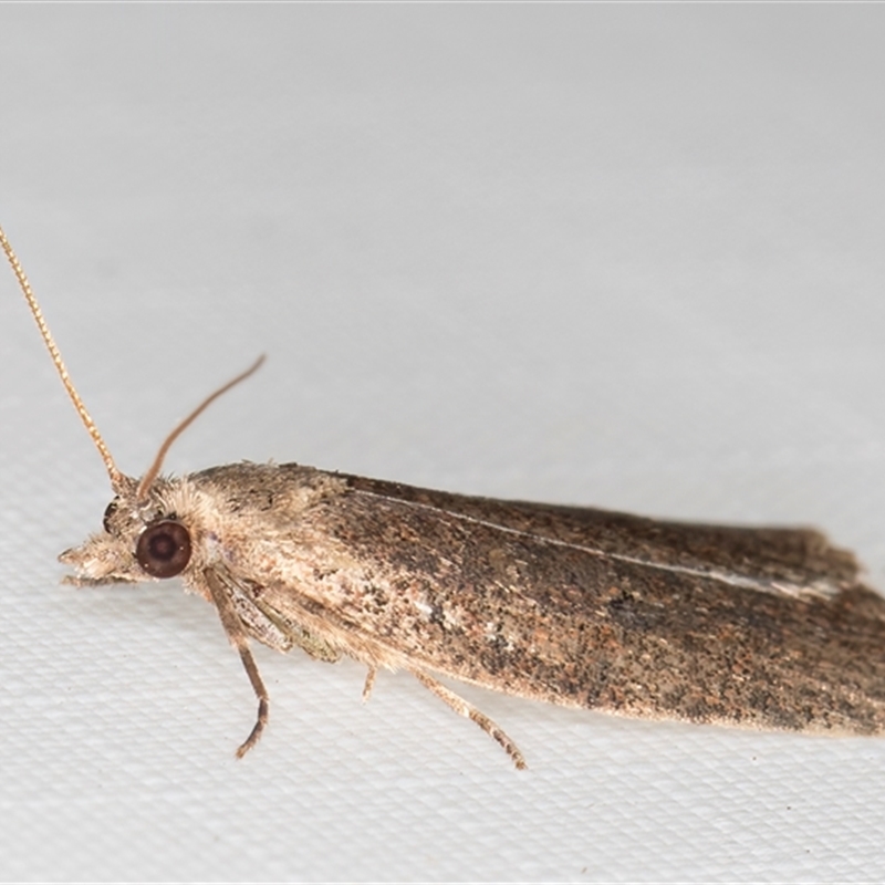 Meritastis umbrosa