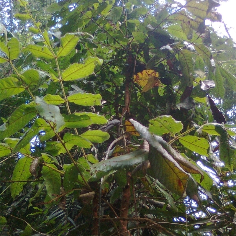 Davidsonia pruriens