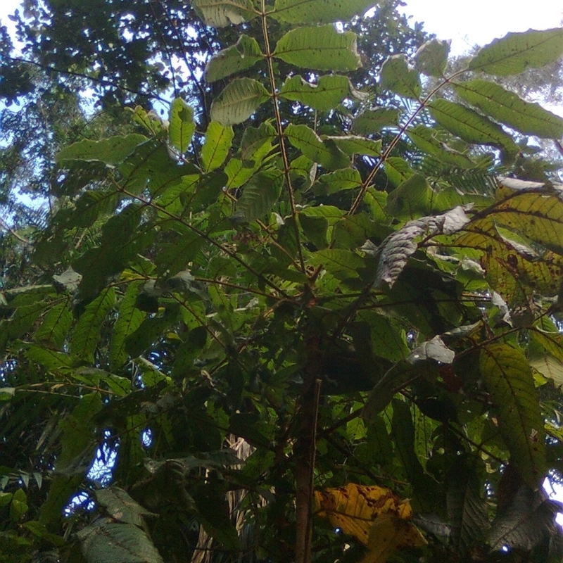 Davidsonia pruriens