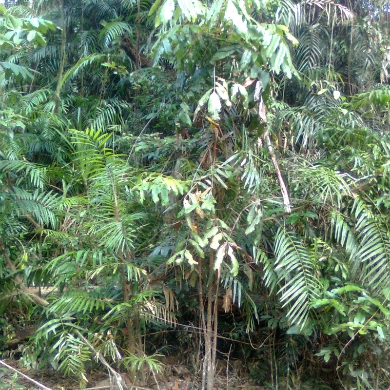 Davidsonia pruriens