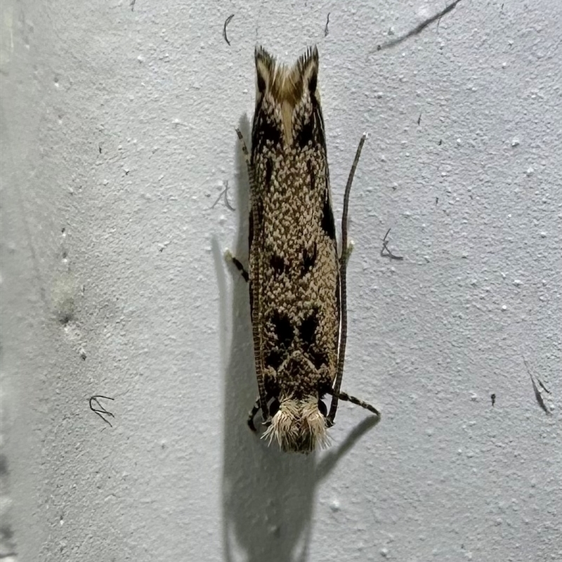 Erechthias zebrina