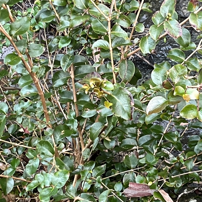 Backhousia sciadophora