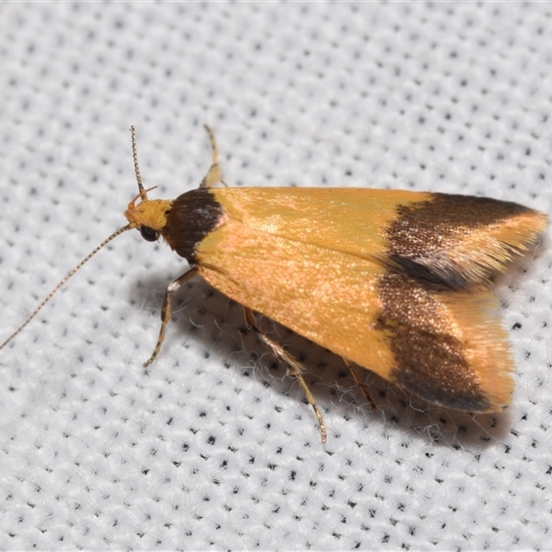 Tachystola sidonia