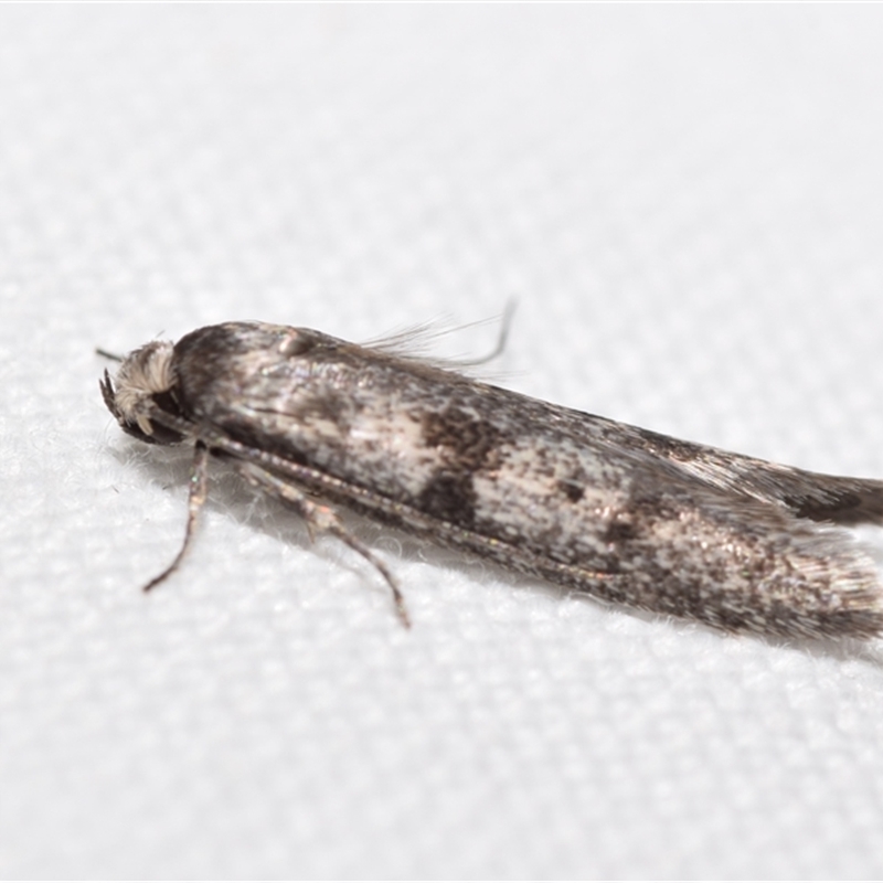 Artiastis ptochopa