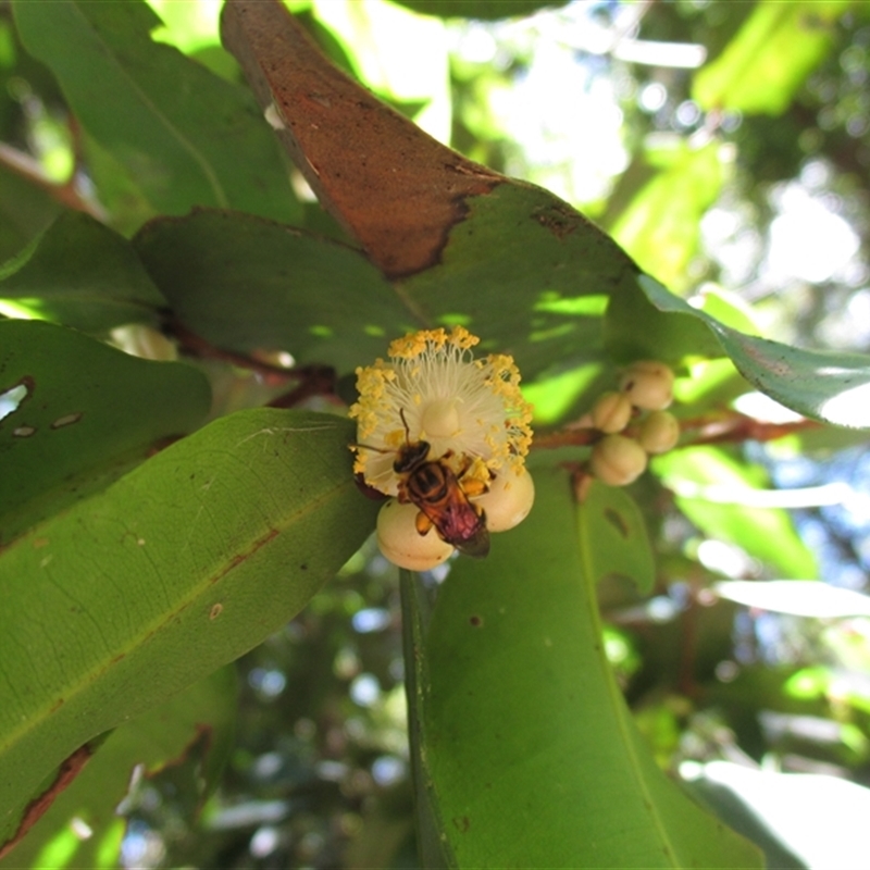 Mellitidia tomentifera