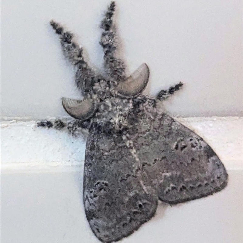 Olene dryina