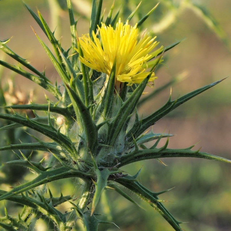 Carthamus lanatus