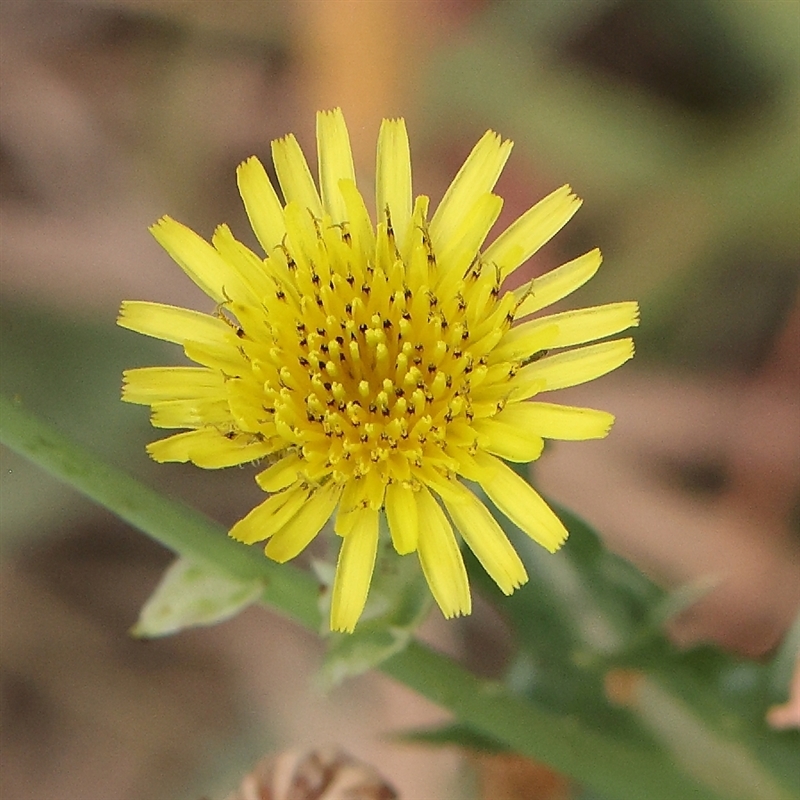 Carthamus lanatus