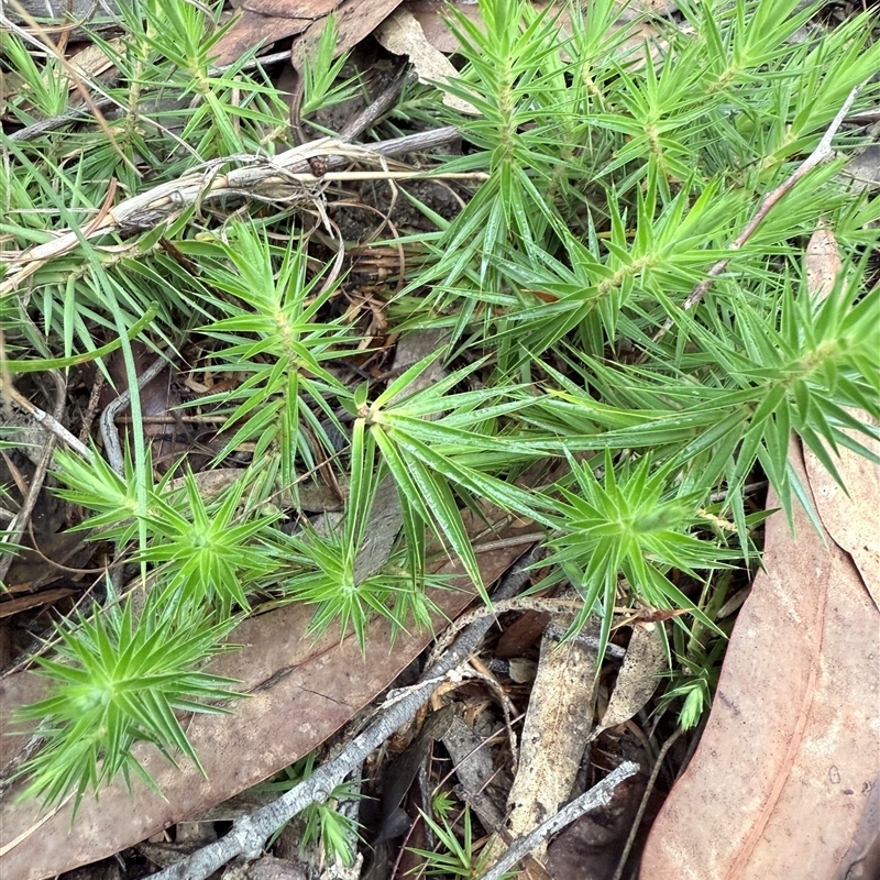 Melichrus procumbens