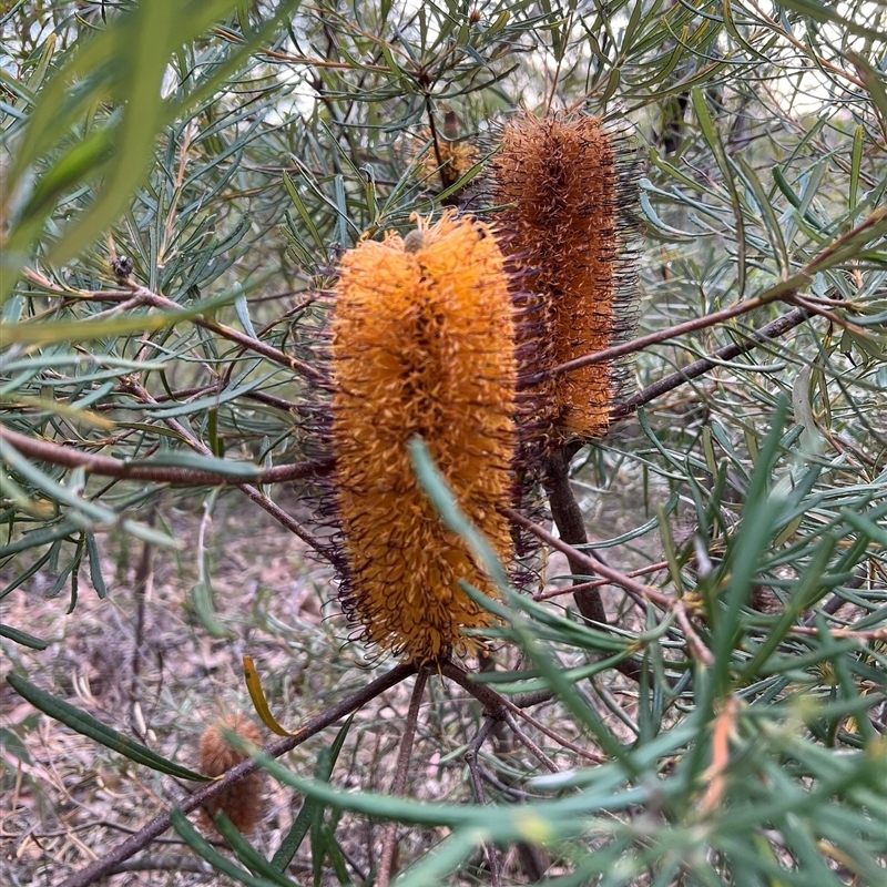 Banksia collina