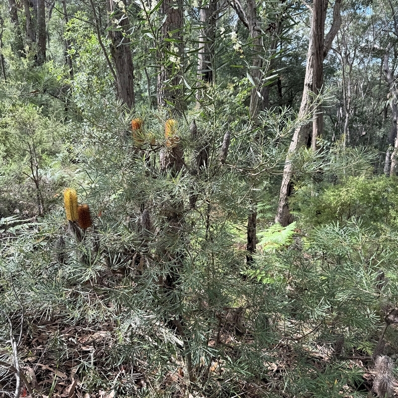 Banksia collina
