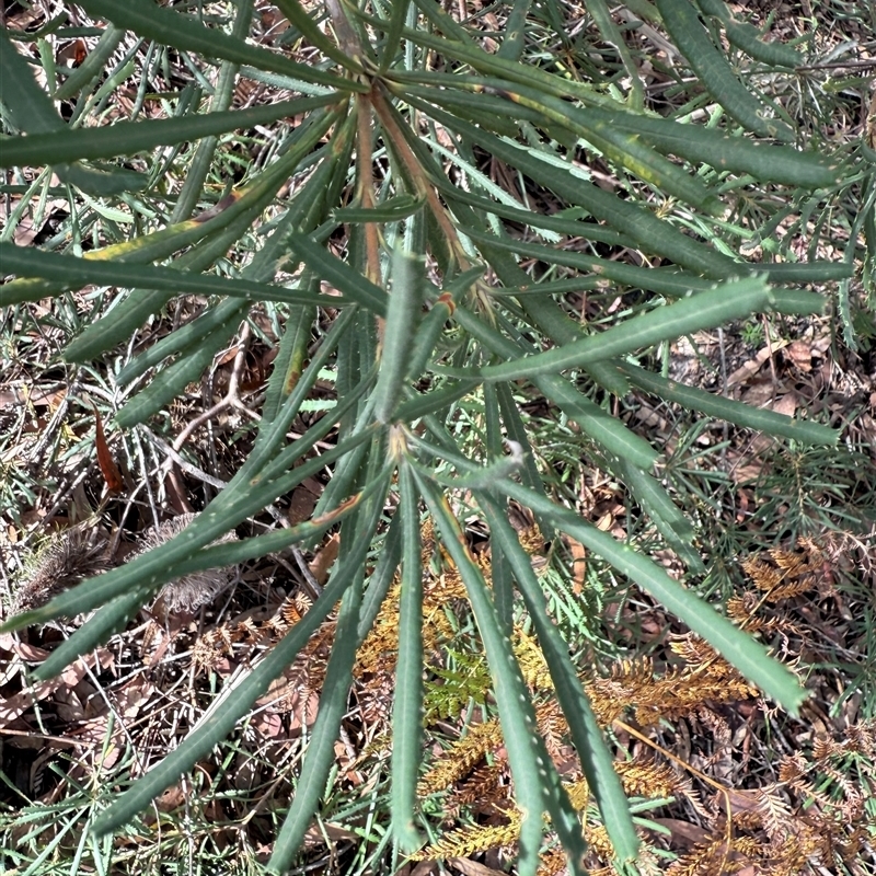 Banksia collina