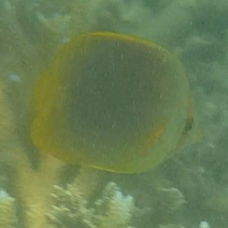 Chaetodon aureofasciatus